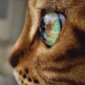 Meet your Posher, Jl